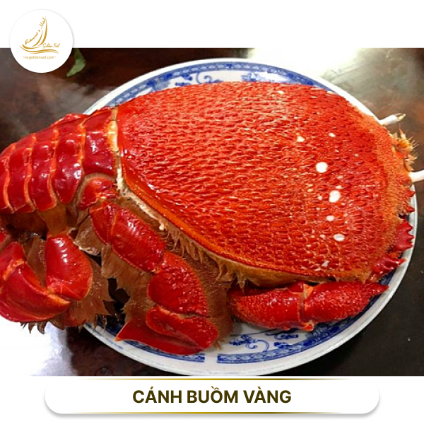 Đặc sản cua Huỳnh đế hấp tươi sống tại nhà hàng Hải sản Cánh Buồm Vàng