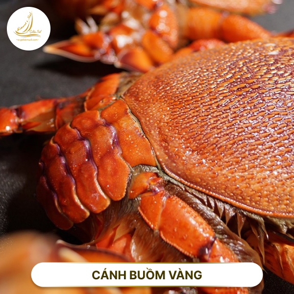Đặc sản cua Huỳnh đế hấp tươi sống tại nhà hàng Hải sản Cánh Buồm Vàng